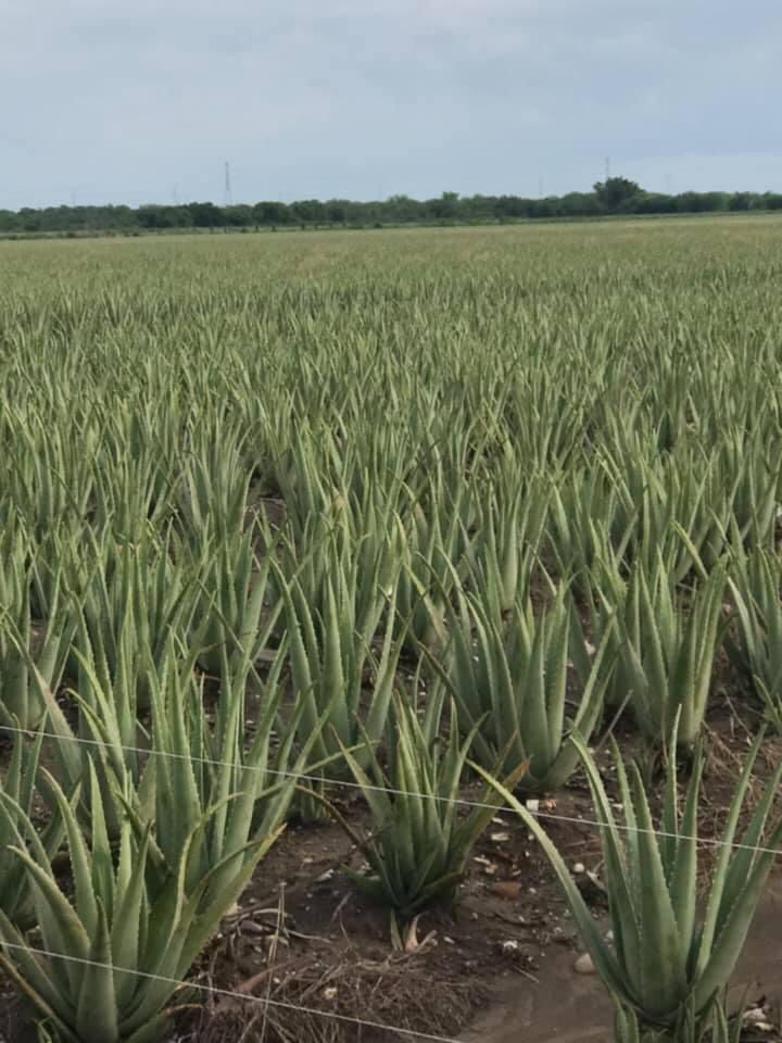 certified organic aloe vera plantation